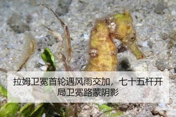 la-mu-wei-mian-shou-lun-yu-feng-yu-jiao-jia-qi-shi-wu-gan-kai-ju-wei-mian-lu-meng-yin-ying-2-431.jpg